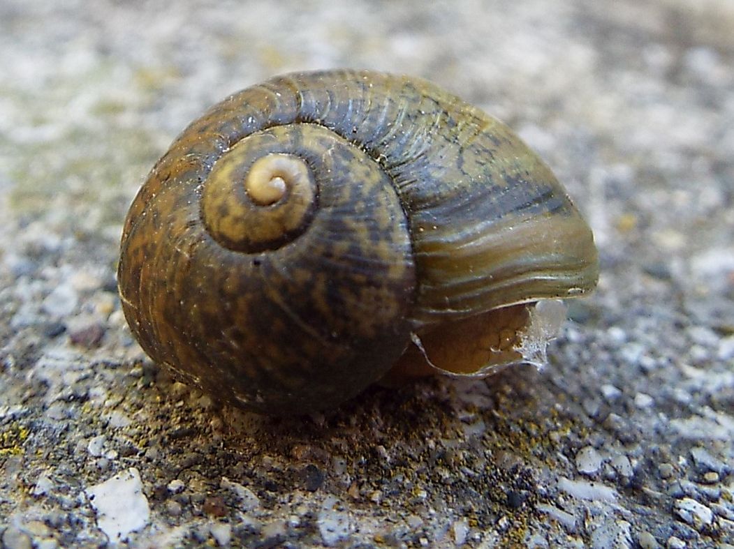 Cantareus apertus (Helicidae)