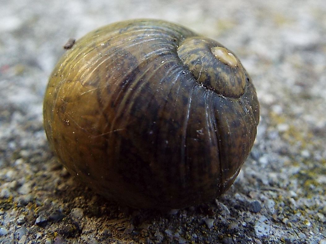 Cantareus apertus (Helicidae)