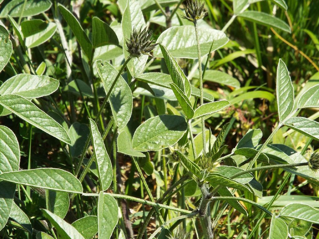 Bituminaria bituminosa (Fabaceae)