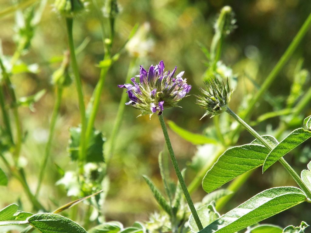 Bituminaria bituminosa (Fabaceae)