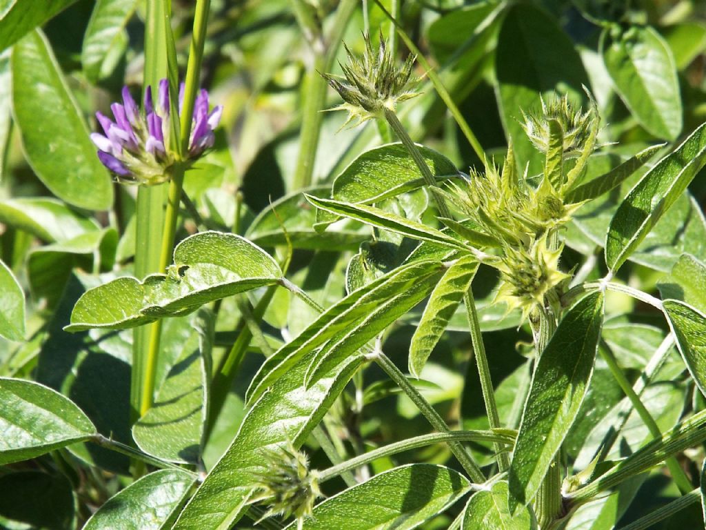 Bituminaria bituminosa (Fabaceae)