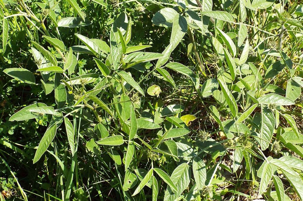 Bituminaria bituminosa (Fabaceae)
