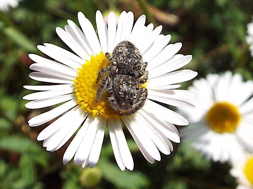 Philaeus chrysops, femmina - Santa Giulia di Lavagna (GE)