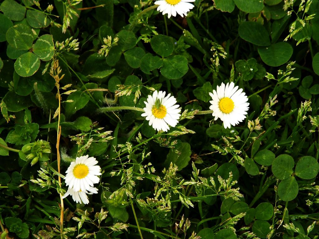 Ninfa di Tettigonia sp.