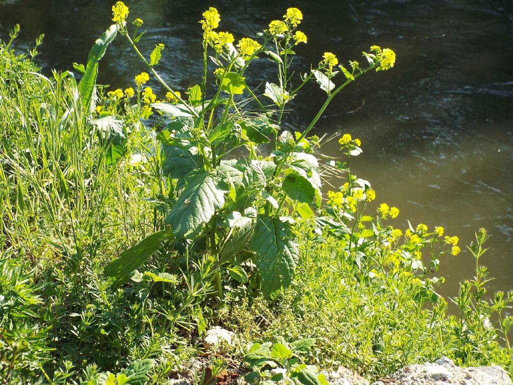 Brassicaceae: Barbarea sp.