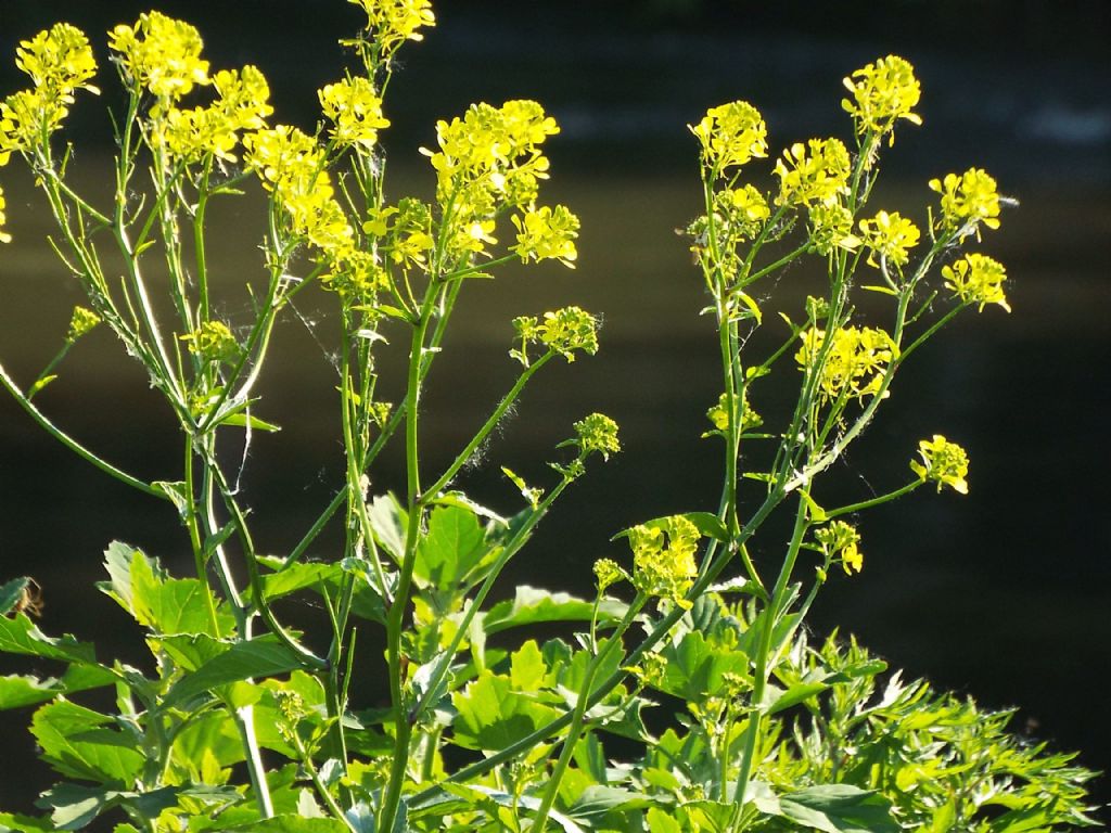 Brassicaceae: Barbarea sp.