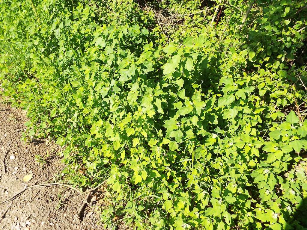 Chenopodium album (gr.)