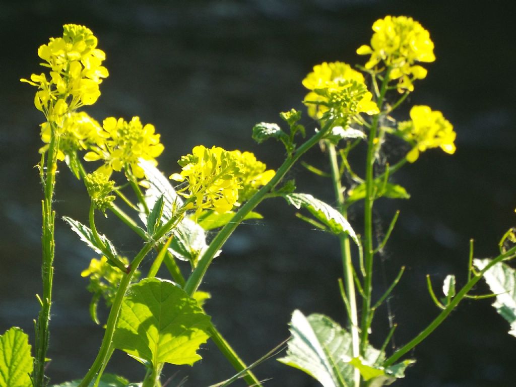 Brassicaceae: Barbarea sp.