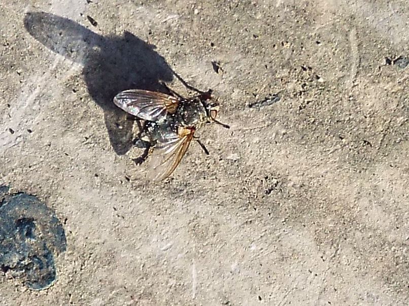 Femmina di Pollenia sp. (Calliphoridae)