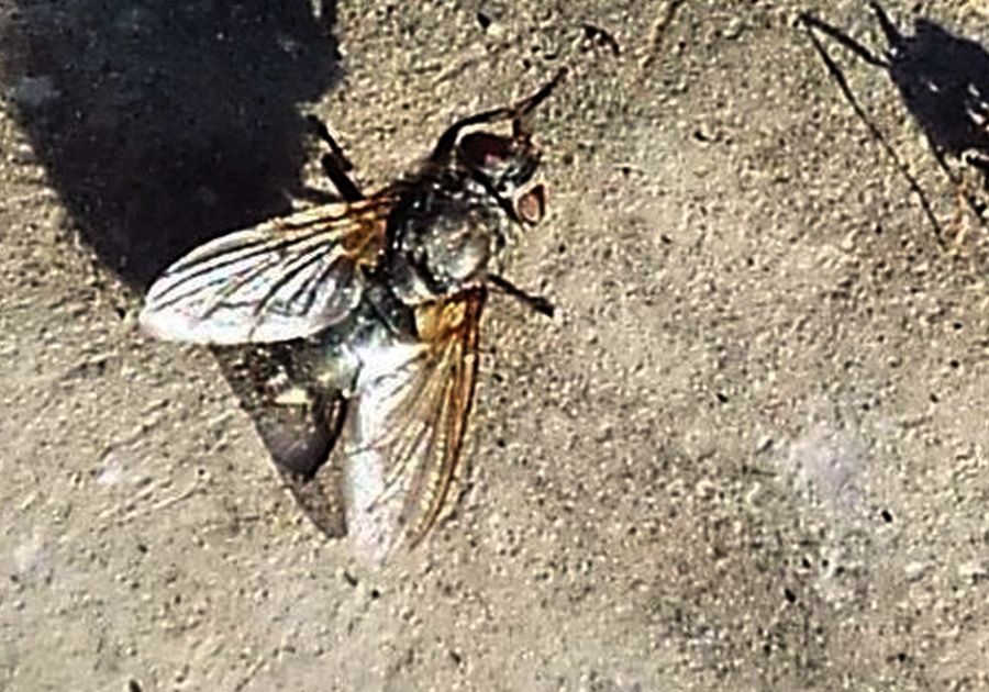 Femmina di Pollenia sp. (Calliphoridae)
