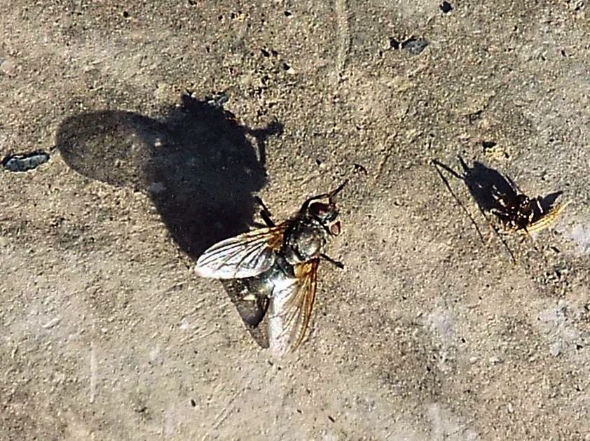 Femmina di Pollenia sp. (Calliphoridae)