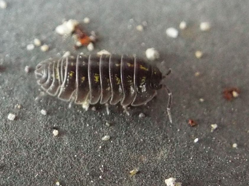 Isopoda da identificare:  Armadillidium cfr. depressum (Armadillidiidae)