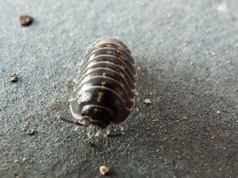 Isopoda da identificare:  Armadillidium cfr. depressum (Armadillidiidae)