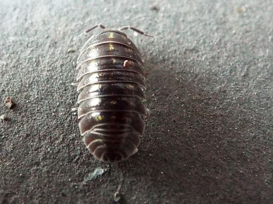 Isopoda da identificare:  Armadillidium cfr. depressum (Armadillidiidae)