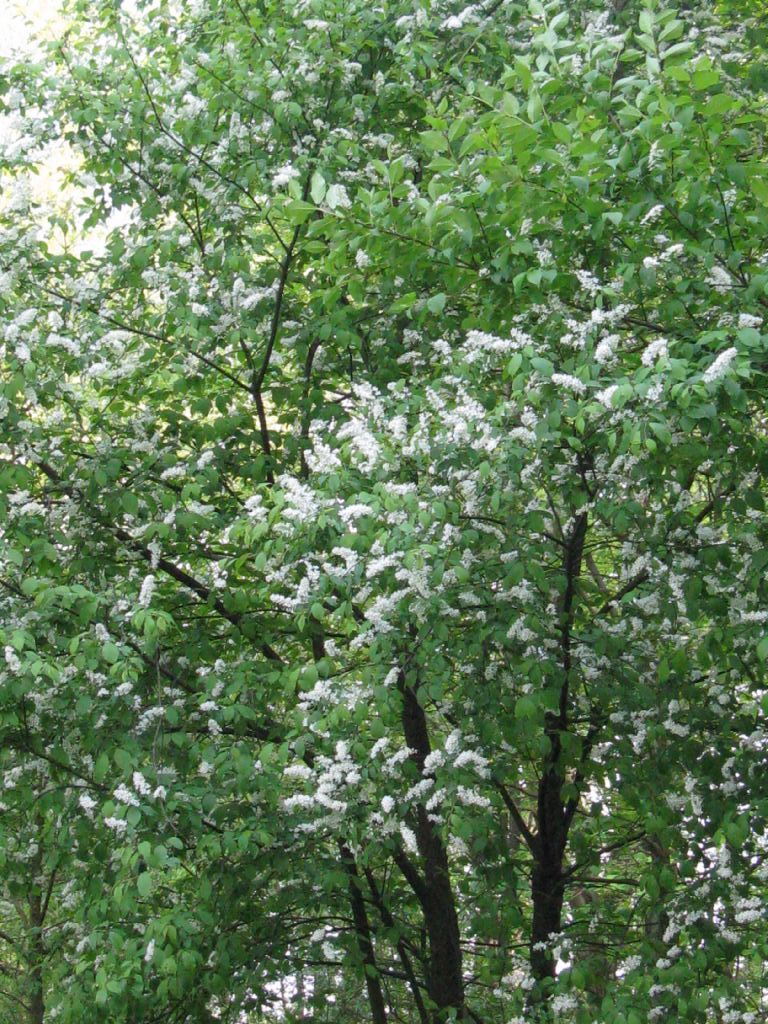 nel Parco di Monza... di bianco vestito....Prunus padus