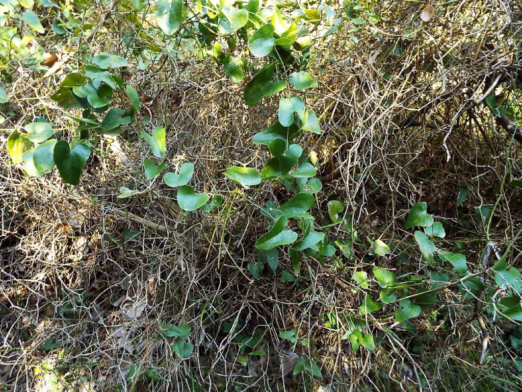 Smilax aspera  (Liliales - Smilacaceae)