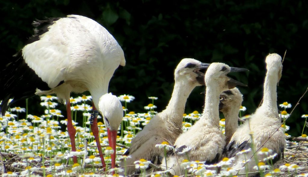 A Racconigi: Cignogne e Anatidi