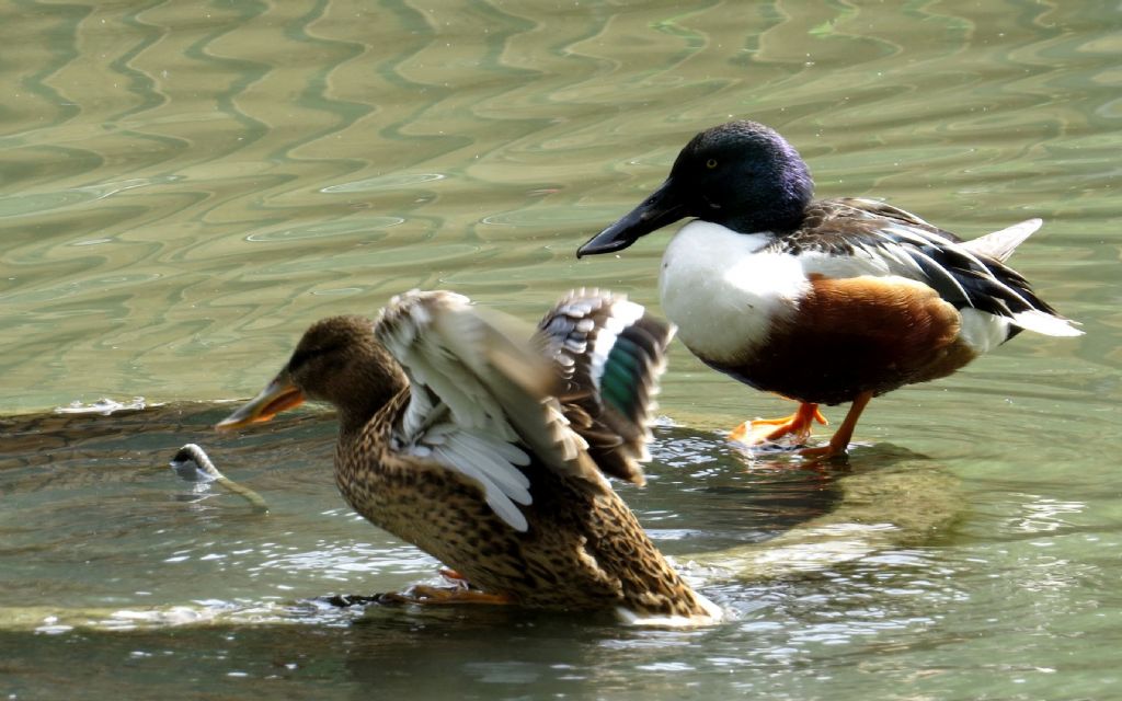 A Racconigi: Cignogne e Anatidi