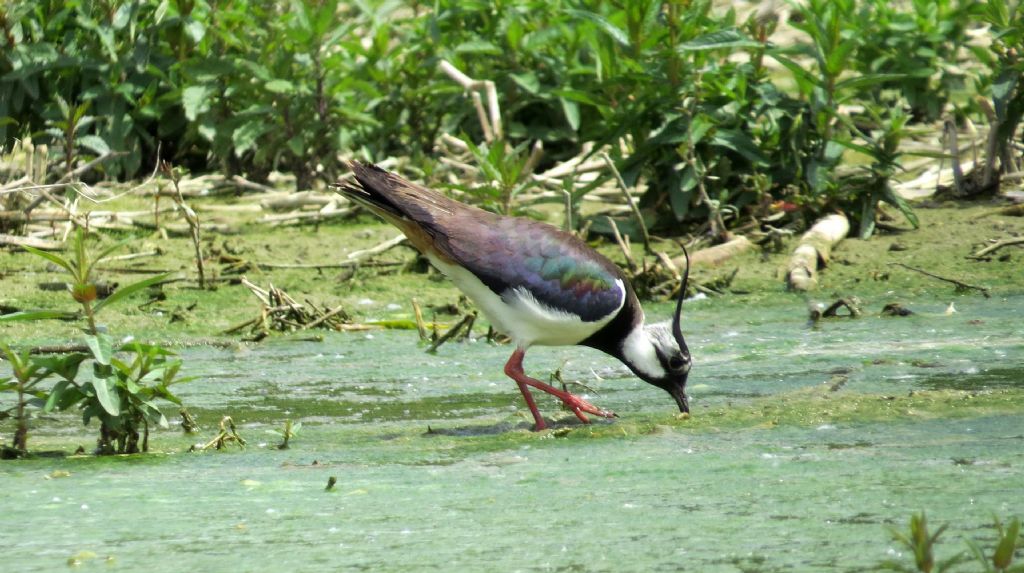 A Racconigi: Cignogne e Anatidi