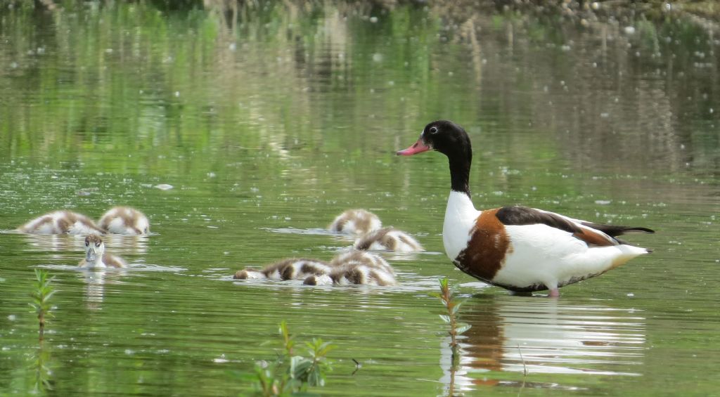 A Racconigi: Cignogne e Anatidi