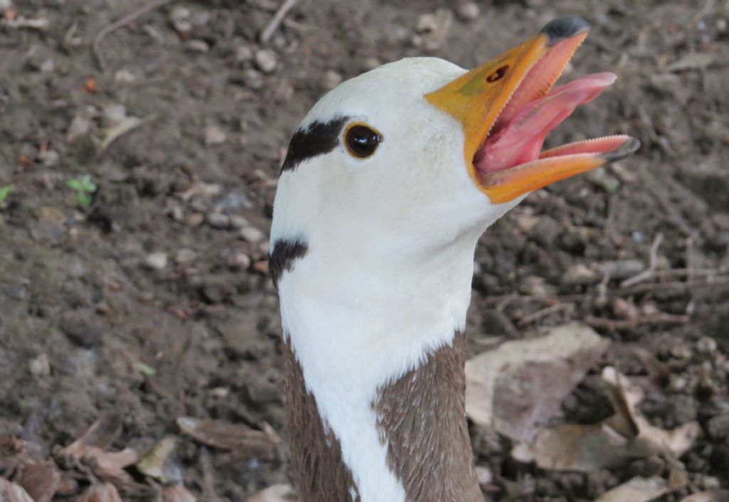 A Racconigi: Cignogne e Anatidi