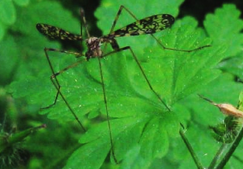 Limoniidae: cfr. Epiphragma ocellare