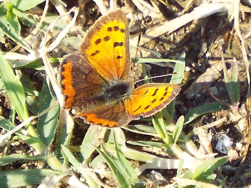 Lycaena phlaeas (Lycaenidae)