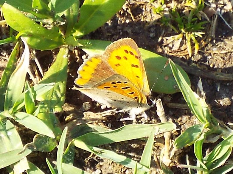 Lycaena phlaeas (Lycaenidae)