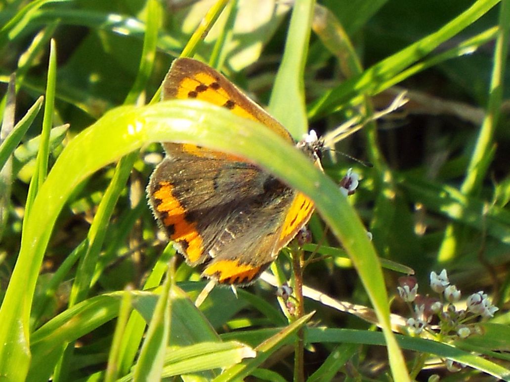 Lycaena phlaeas (Lycaenidae)