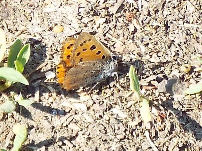 Lycaena phlaeas (Lycaenidae)