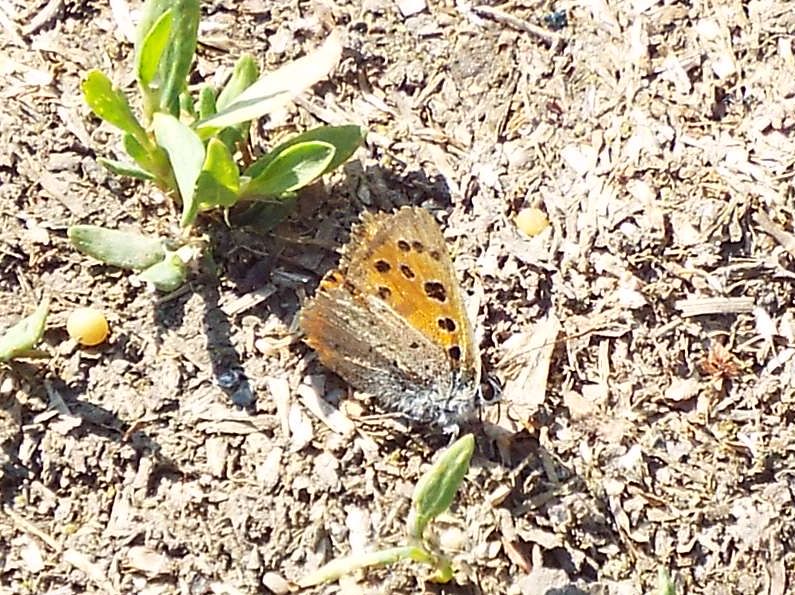 Lycaena phlaeas (Lycaenidae)