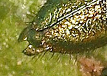 A hairy green beetle from Malta:  Psilothrix aureola (Dasytidae)