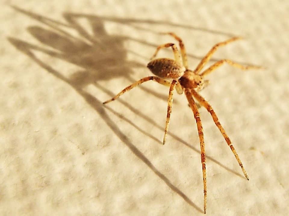 Philodromus sp. - Colturano (MI)