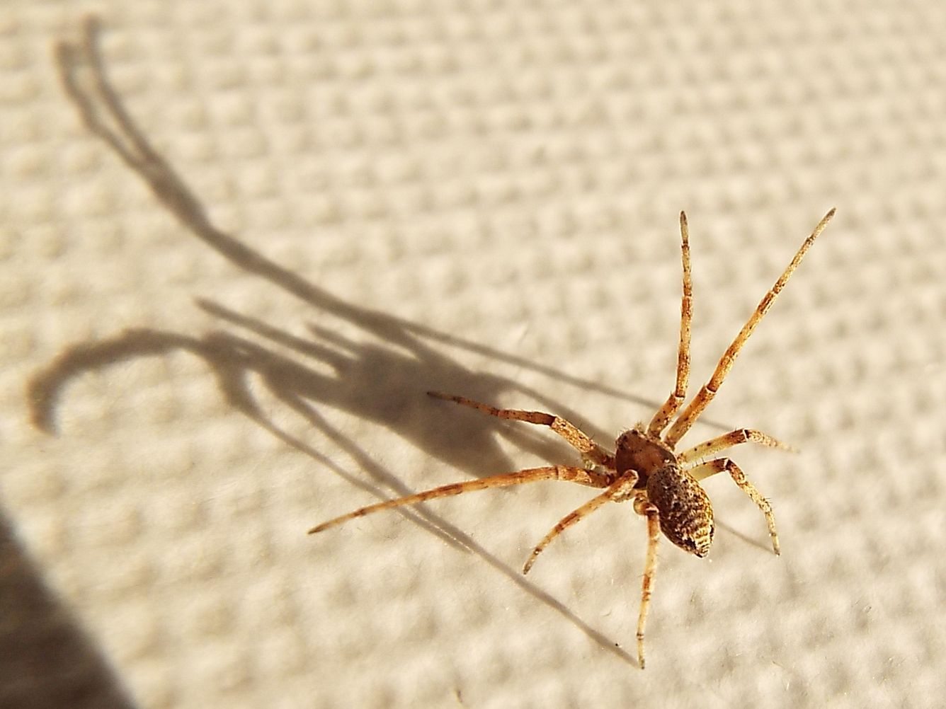 Philodromus sp. - Colturano (MI)