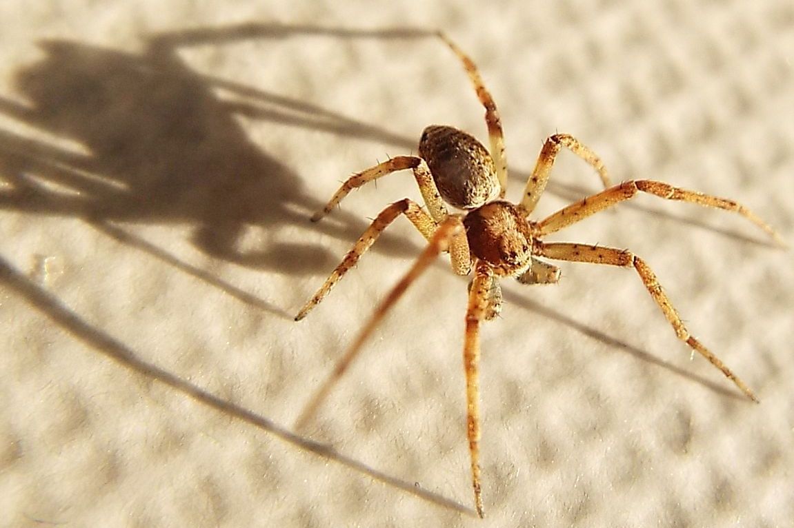 Philodromus sp. - Colturano (MI)