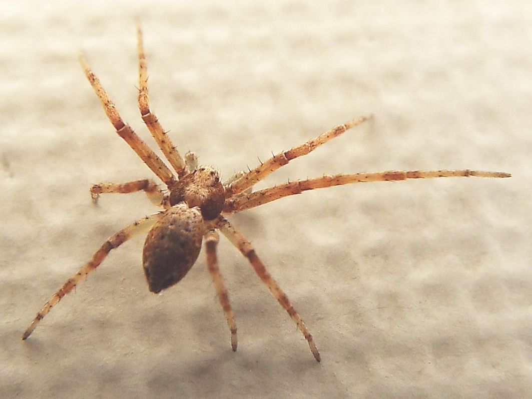 Philodromus sp. - Colturano (MI)