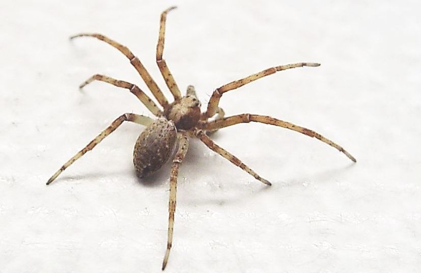 Philodromus sp. - Colturano (MI)