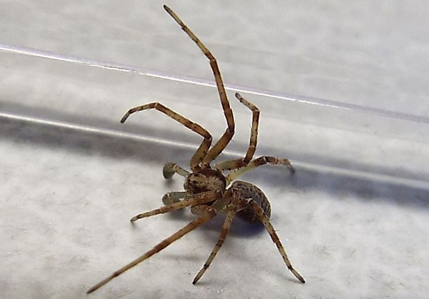 Philodromus sp. - Colturano (MI)