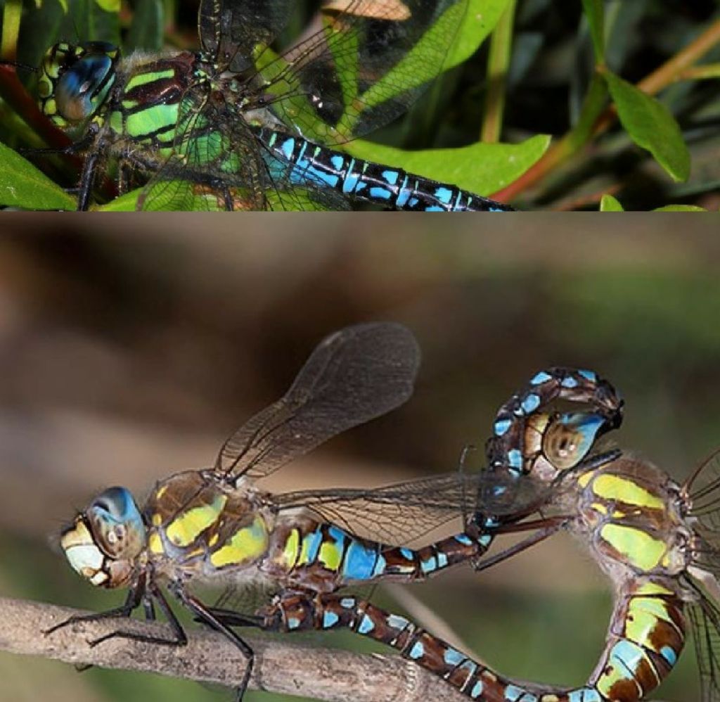 Brachytron pratense (Aeshnidae)