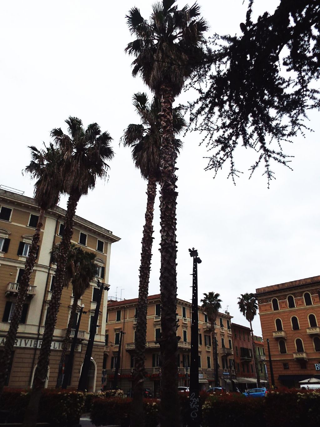 Palma da identificare: Washingtonia robusta (Aracaceae)