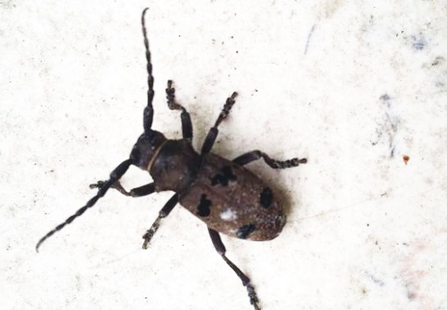 Cerambycidae:  Morimus o Herophila ? Herophila tristis