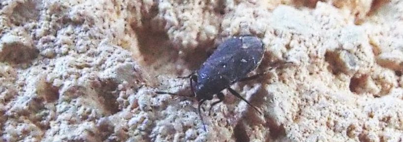 Lygaeidae: Stygnocoris rusticus