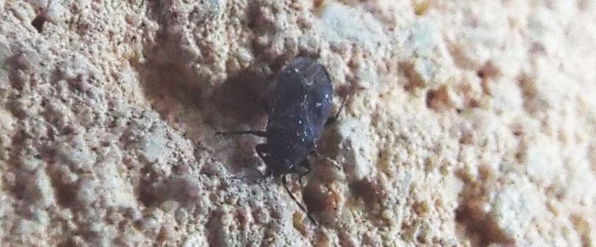 Lygaeidae: Stygnocoris rusticus