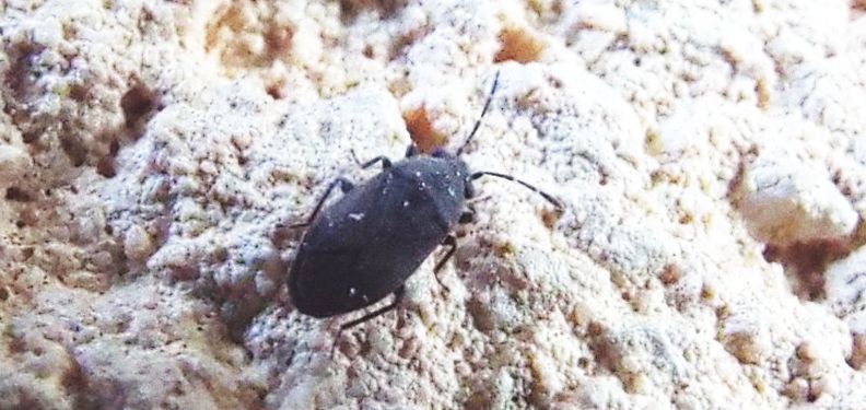 Lygaeidae: Stygnocoris rusticus