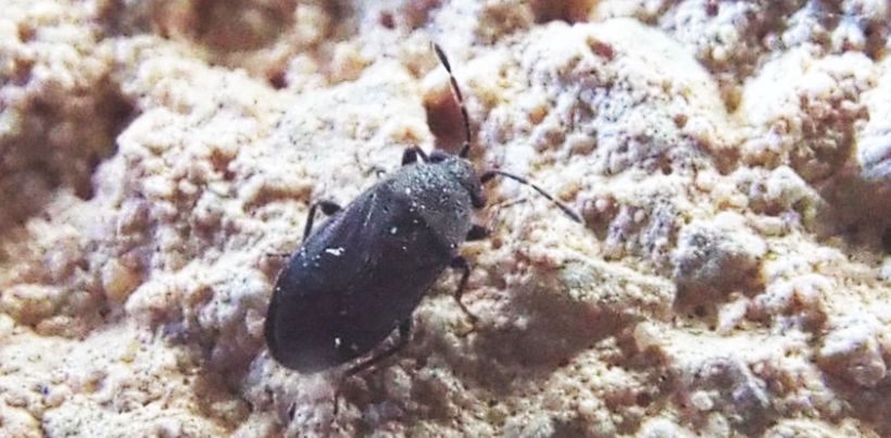 Lygaeidae: Stygnocoris rusticus