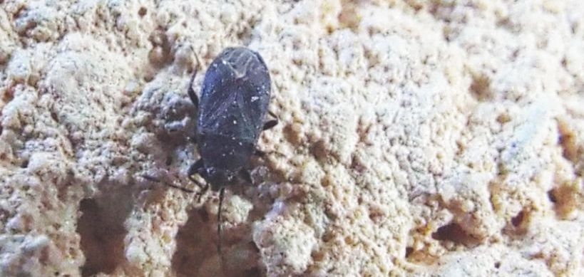 Lygaeidae: Stygnocoris rusticus