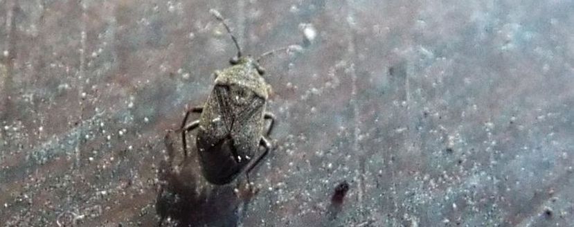 Lygaeidae: Stygnocoris rusticus