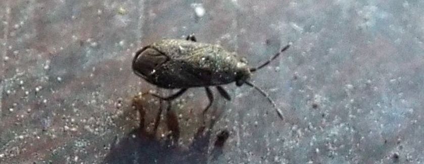 Lygaeidae: Stygnocoris rusticus