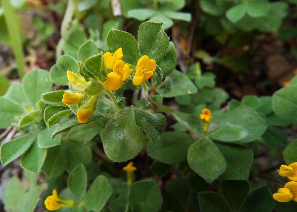 Fabacea: Lotus ornithopodioides