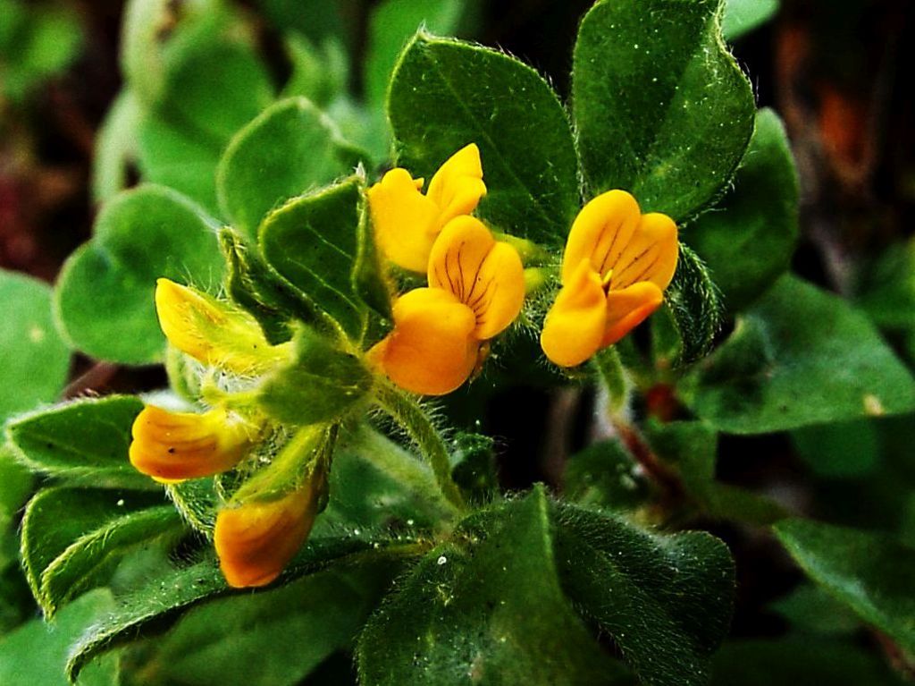 Fabacea: Lotus ornithopodioides